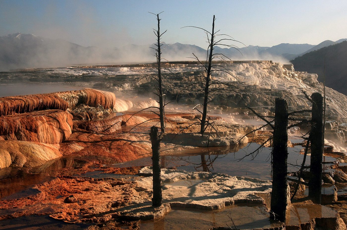 Orange and white travertine terraces at Mammoth Hot Springs with dead trees standing in the runoff