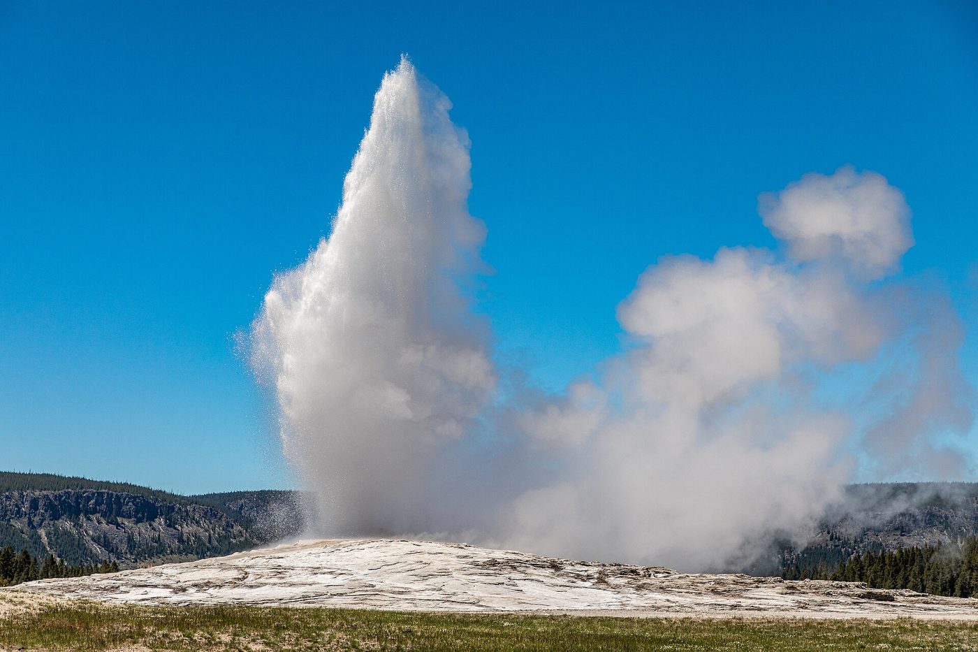 Old Faithful Geyser erupting in a tall white column against a clear blue sky