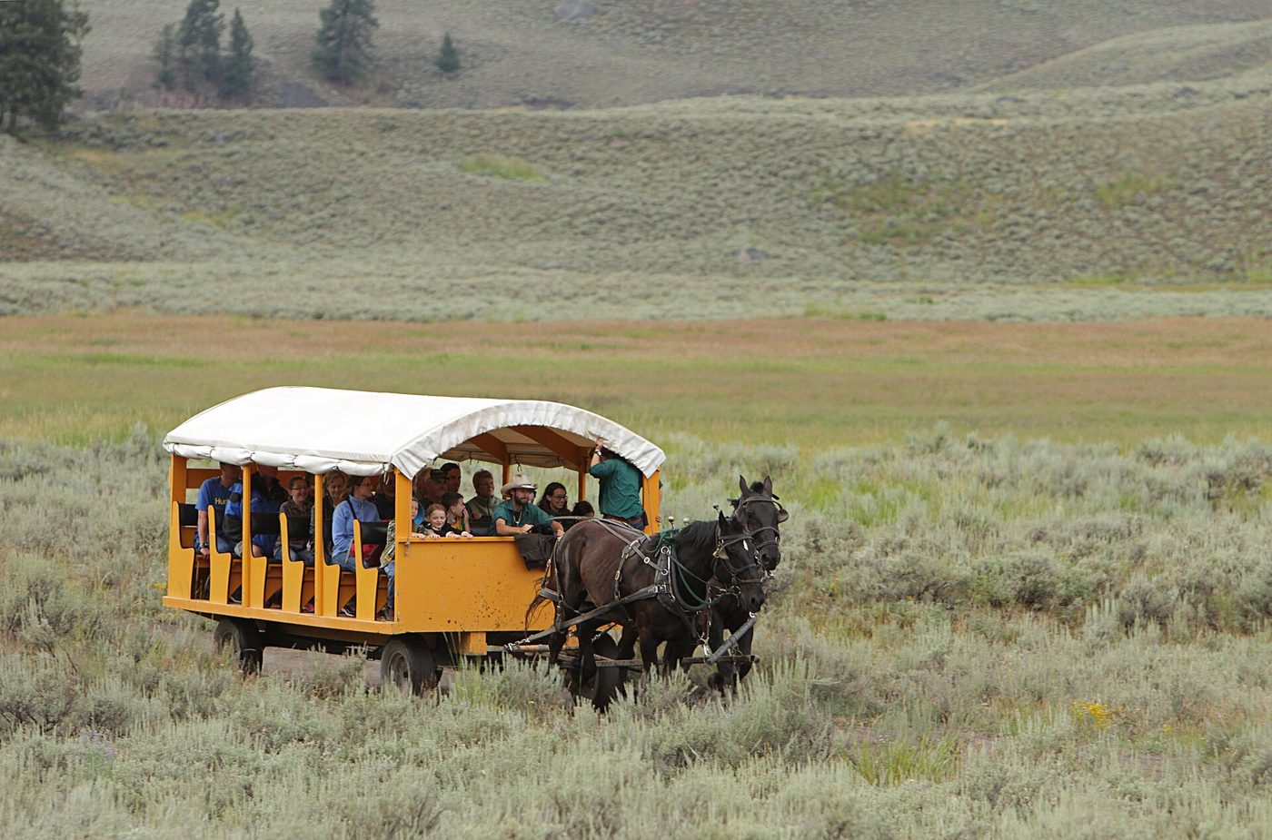 A horse-drawn covered wagon carrying guests across sagebrush flats to the cookout site