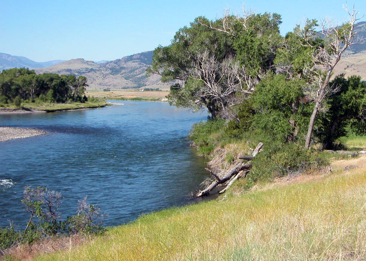 The Yellowstone River flowing past cottonwoods through Paradise Valley in summer