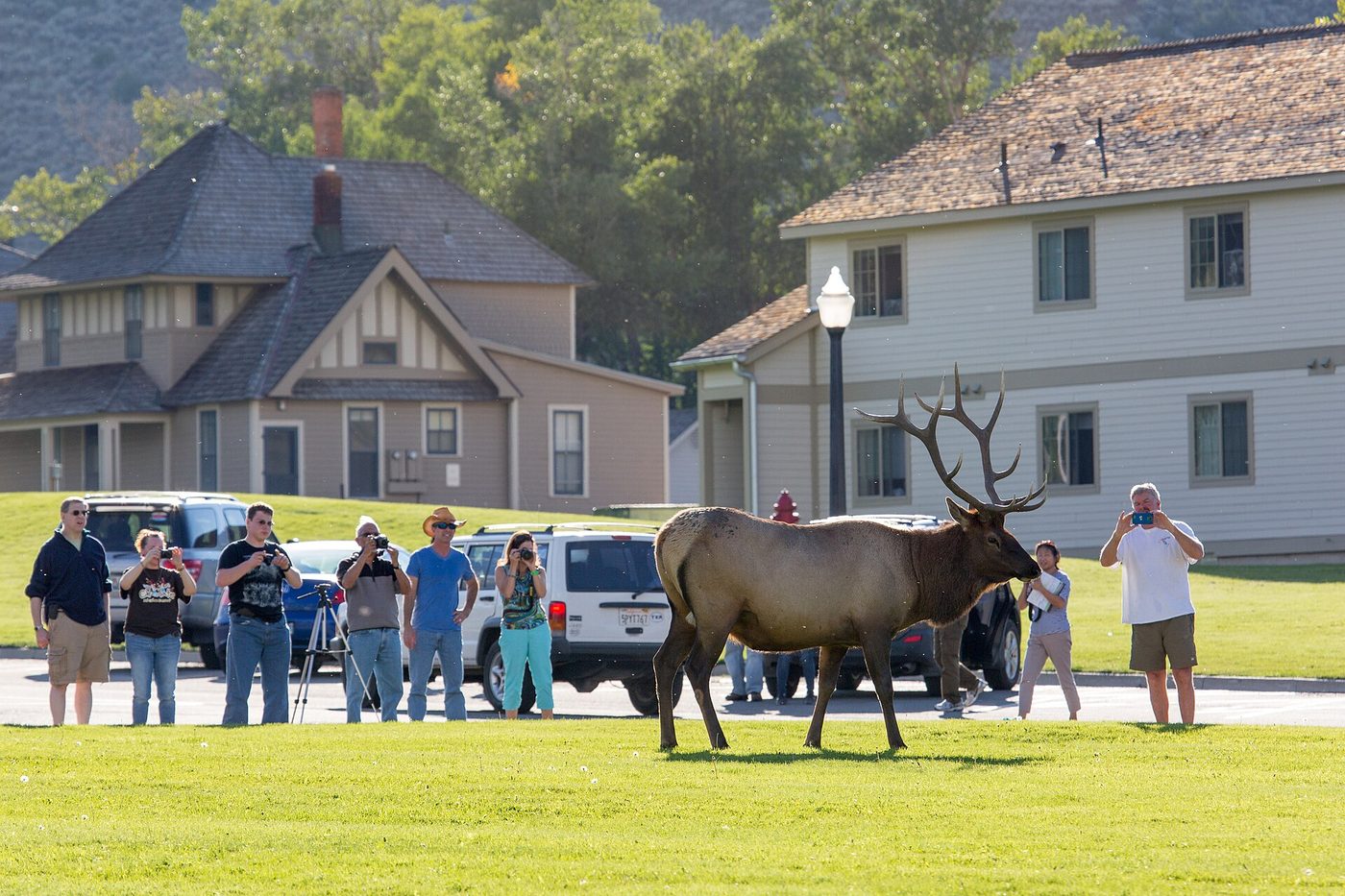 A crowd of visitors standing a few yards from a bull elk on the lawn at Mammoth Hot Springs