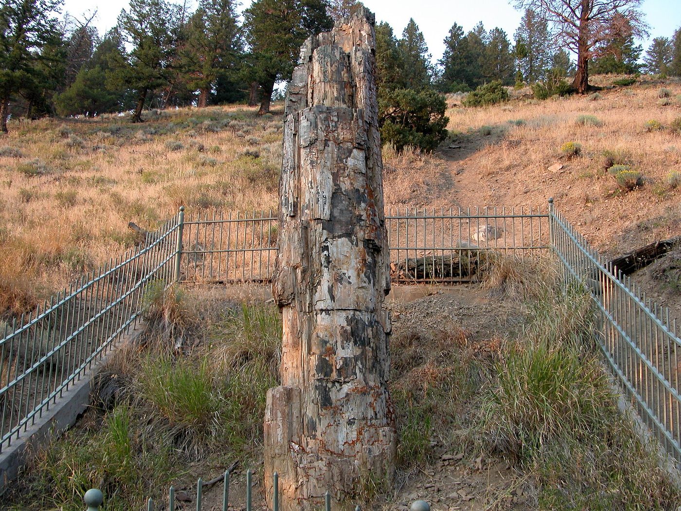 The upright Petrified Tree stump surrounded by an iron fence on a dry hillside