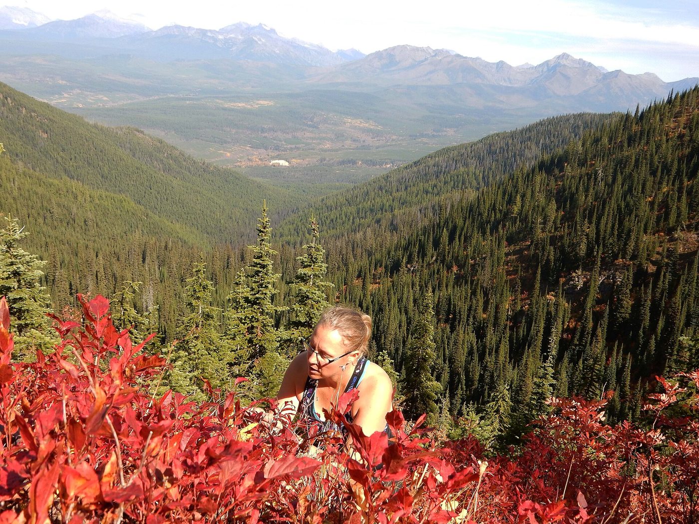 A person picking wild huckleberries on a mountainside above conifer forest