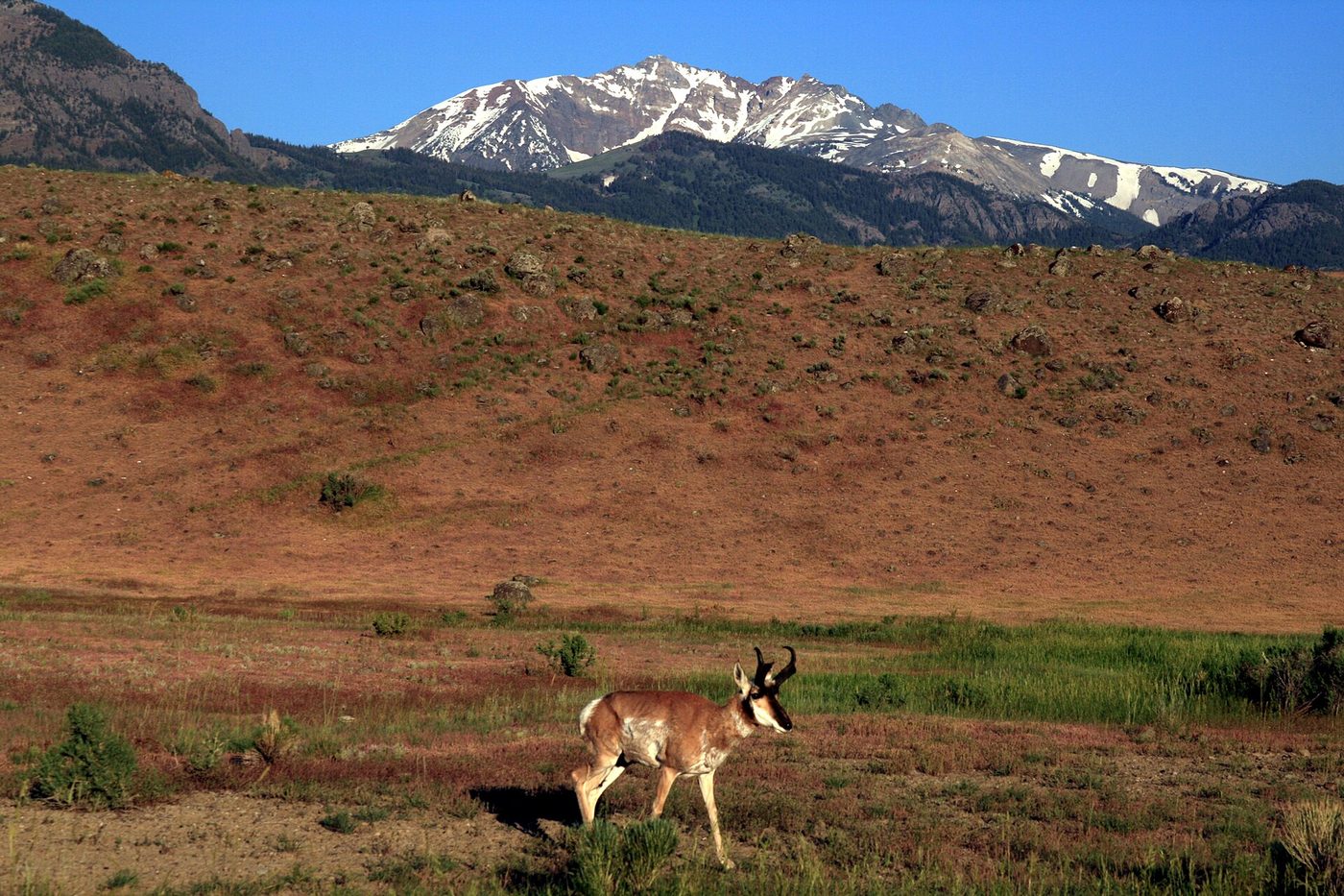Pronghorn buck standing on a reddish grassland below snowy peaks