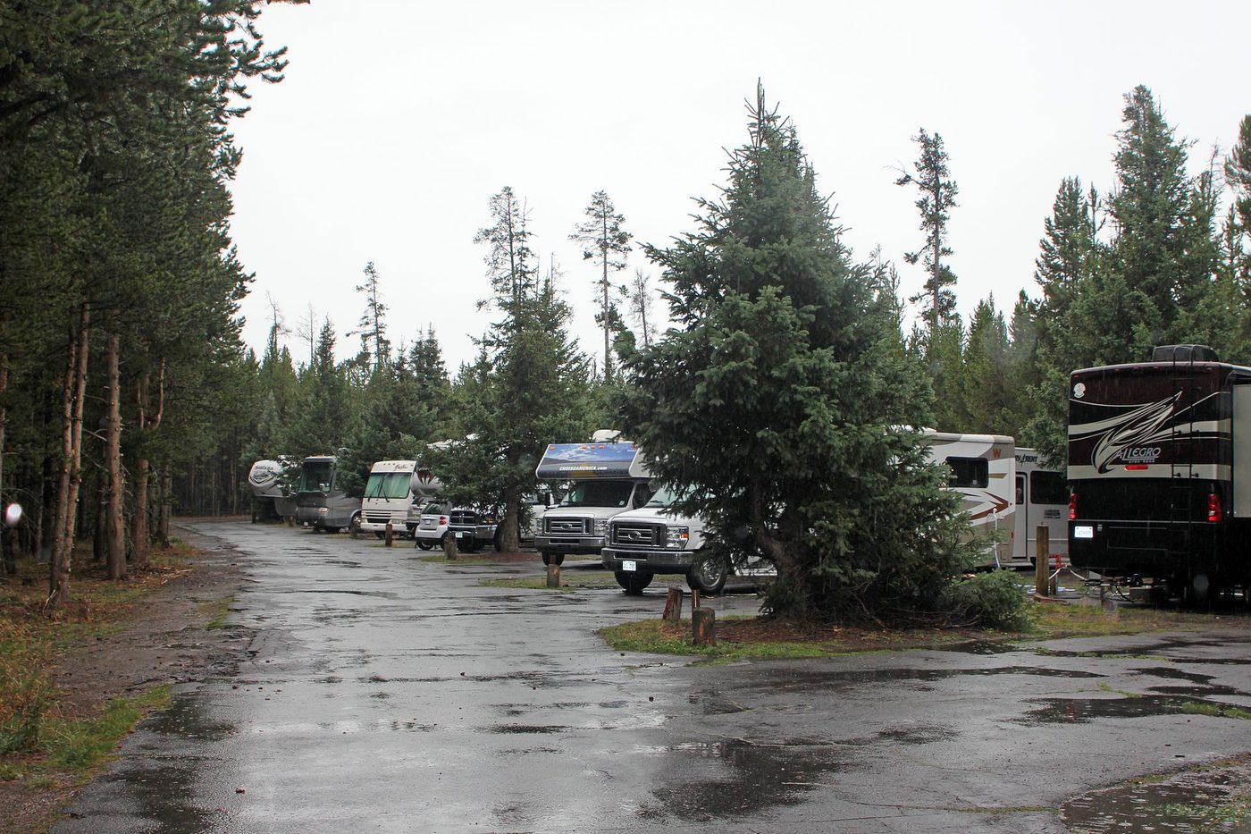 A row of large recreational vehicles along a wet paved loop road at Fishing Bridge RV Park