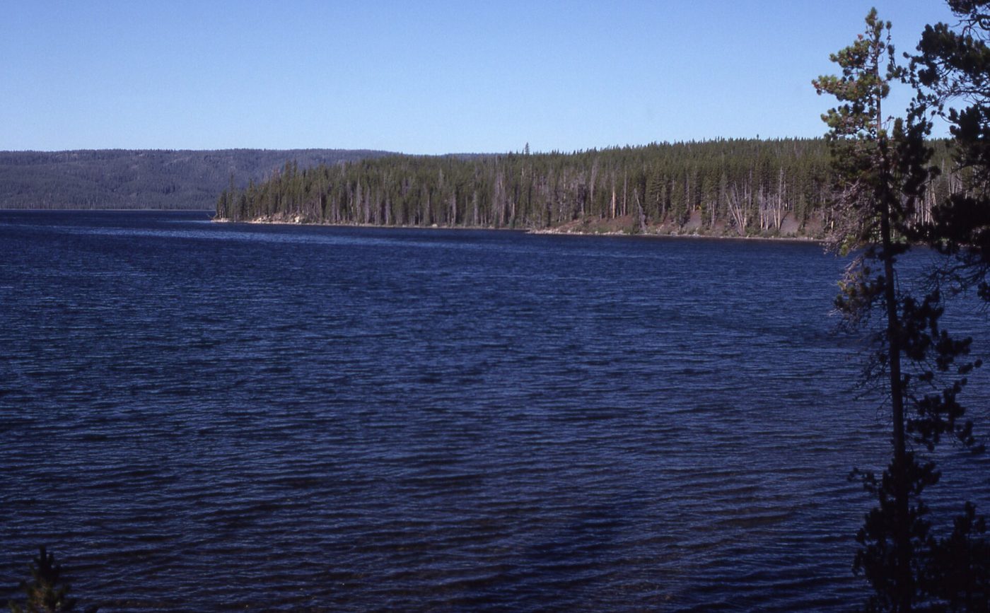 Deep blue Shoshone Lake with a forested shoreline under a clear sky