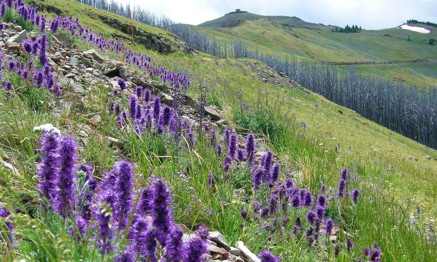 Purple silky phacelia in bloom on a grassy slope beside the road up Mount Washburn