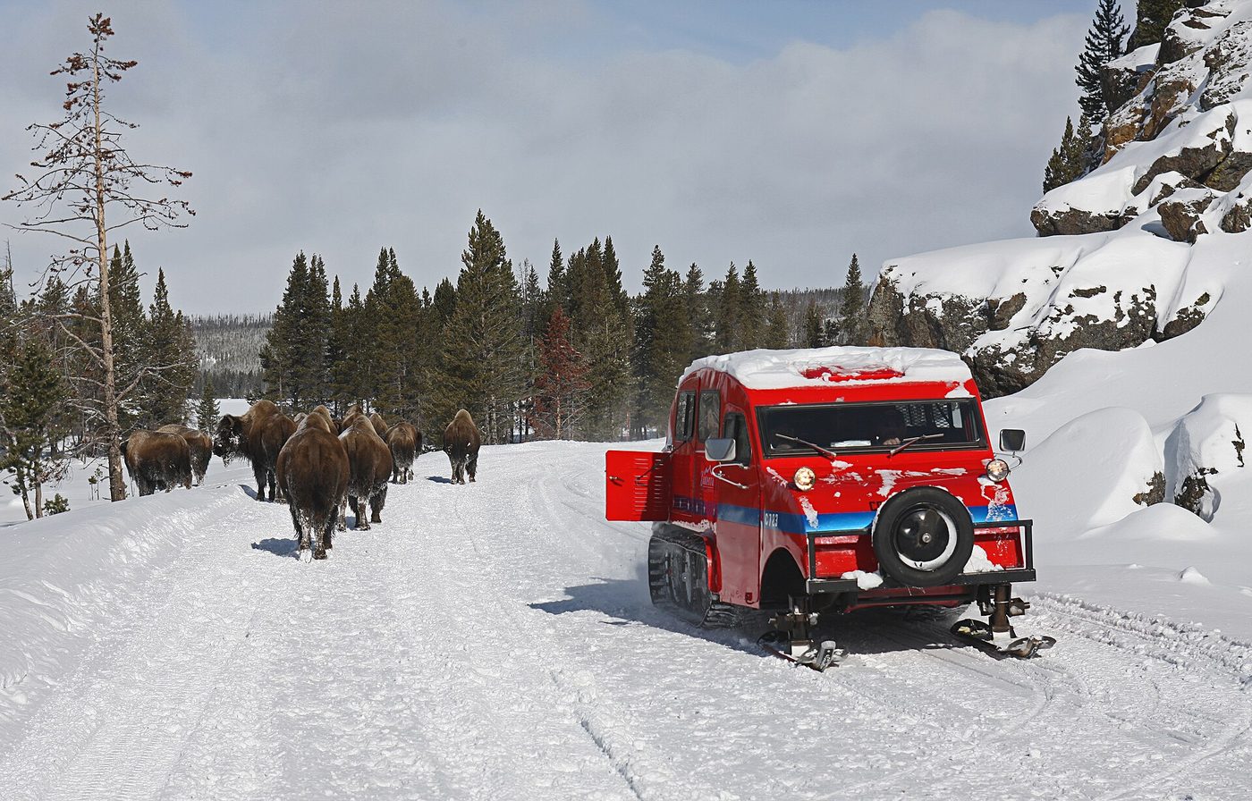 Red tracked snowcoach passing a line of bison on a snow-packed road