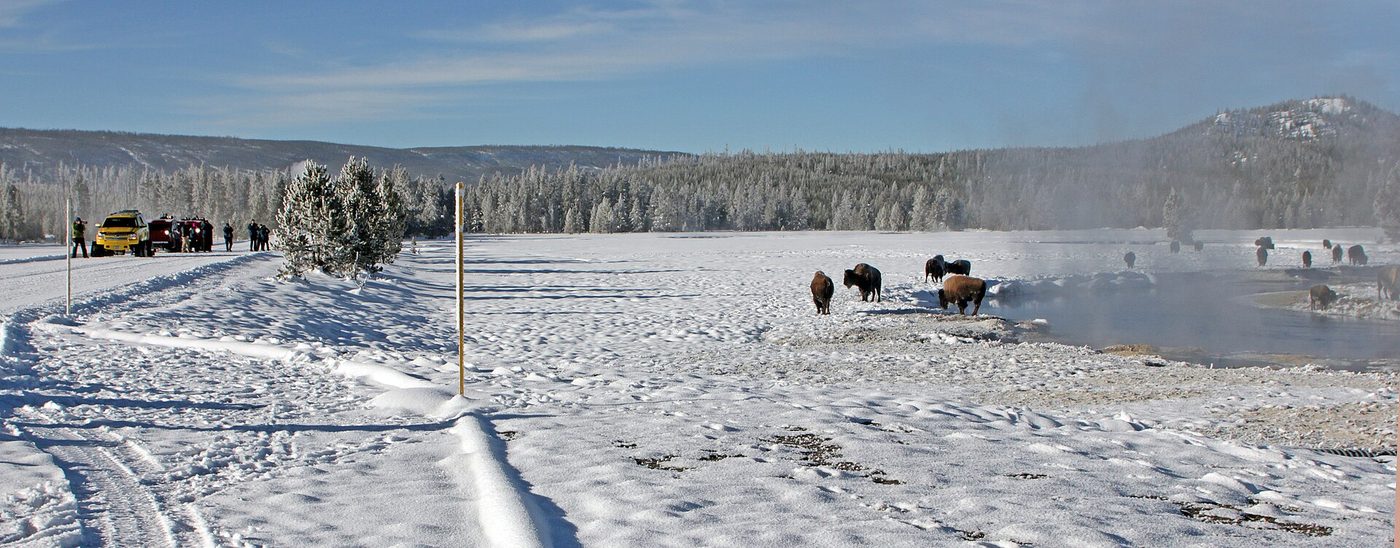 Snowcoach passengers standing beside the road watching bison in snowy Gibbon Meadows