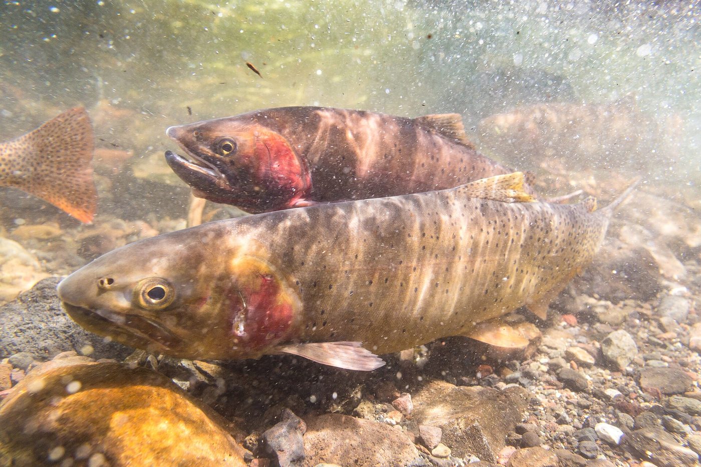 Two spawning Yellowstone cutthroat trout with red slashes under their jaws over a gravel bed