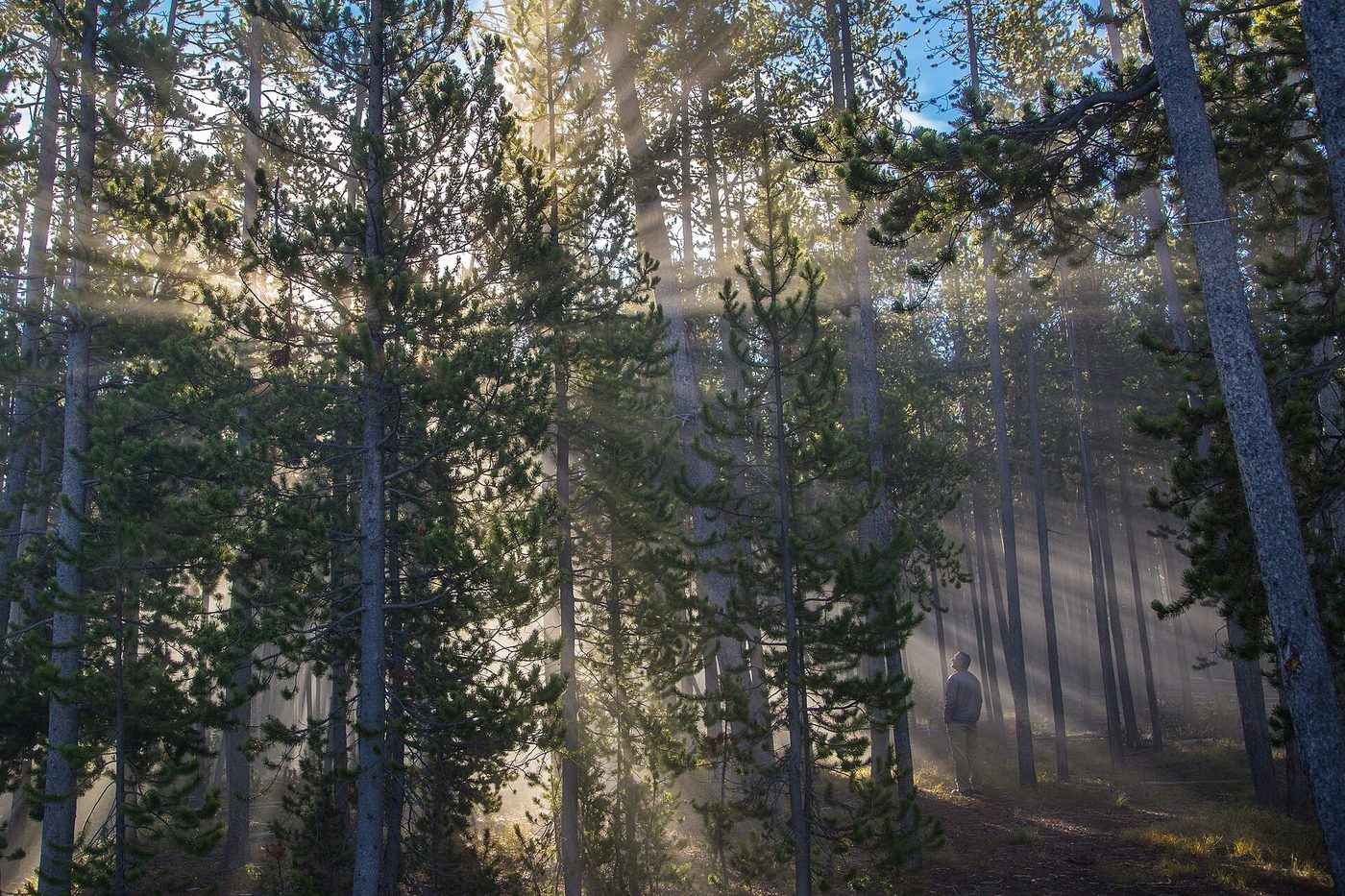 Low sun shining through steam and lodgepole pines at Norris Geyser Basin