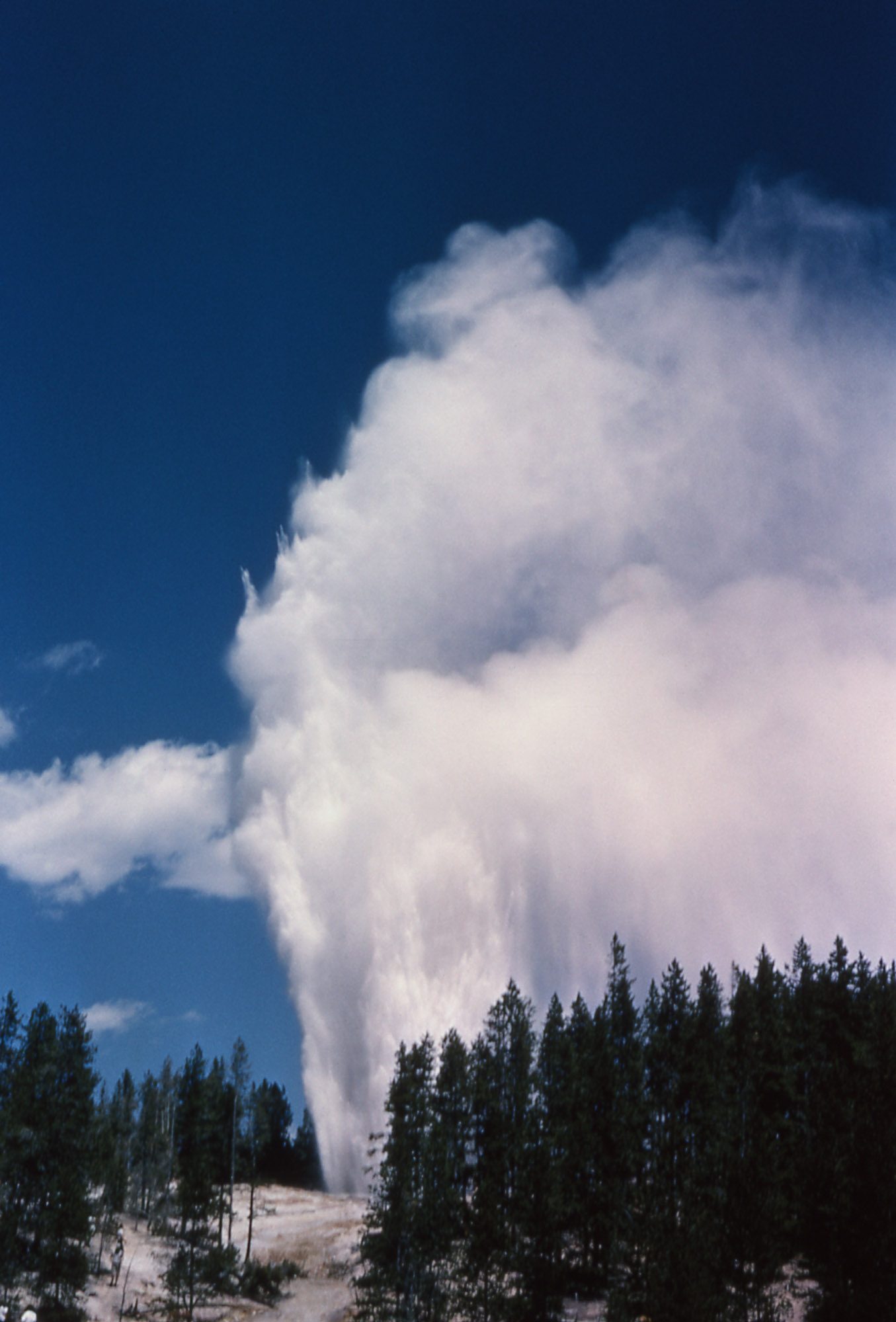 Towering white column of water and steam from Steamboat Geyser against a deep blue sky