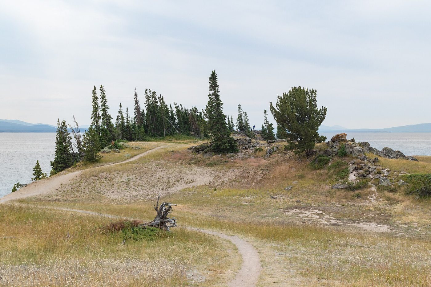 Dirt trail crossing a grassy knoll with conifers and Yellowstone Lake beyond