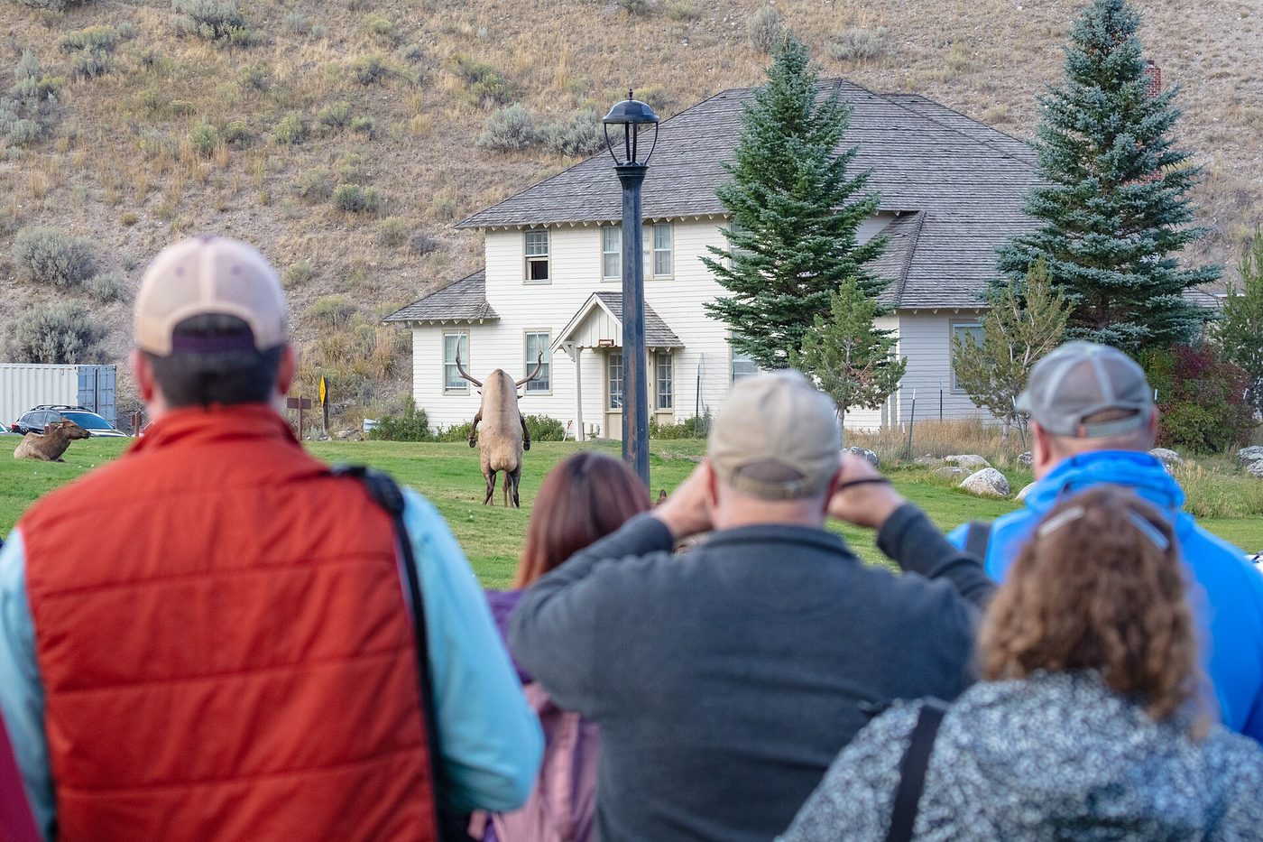 A group of visitors standing on a road photographing elk on a lawn at Mammoth Hot Springs
