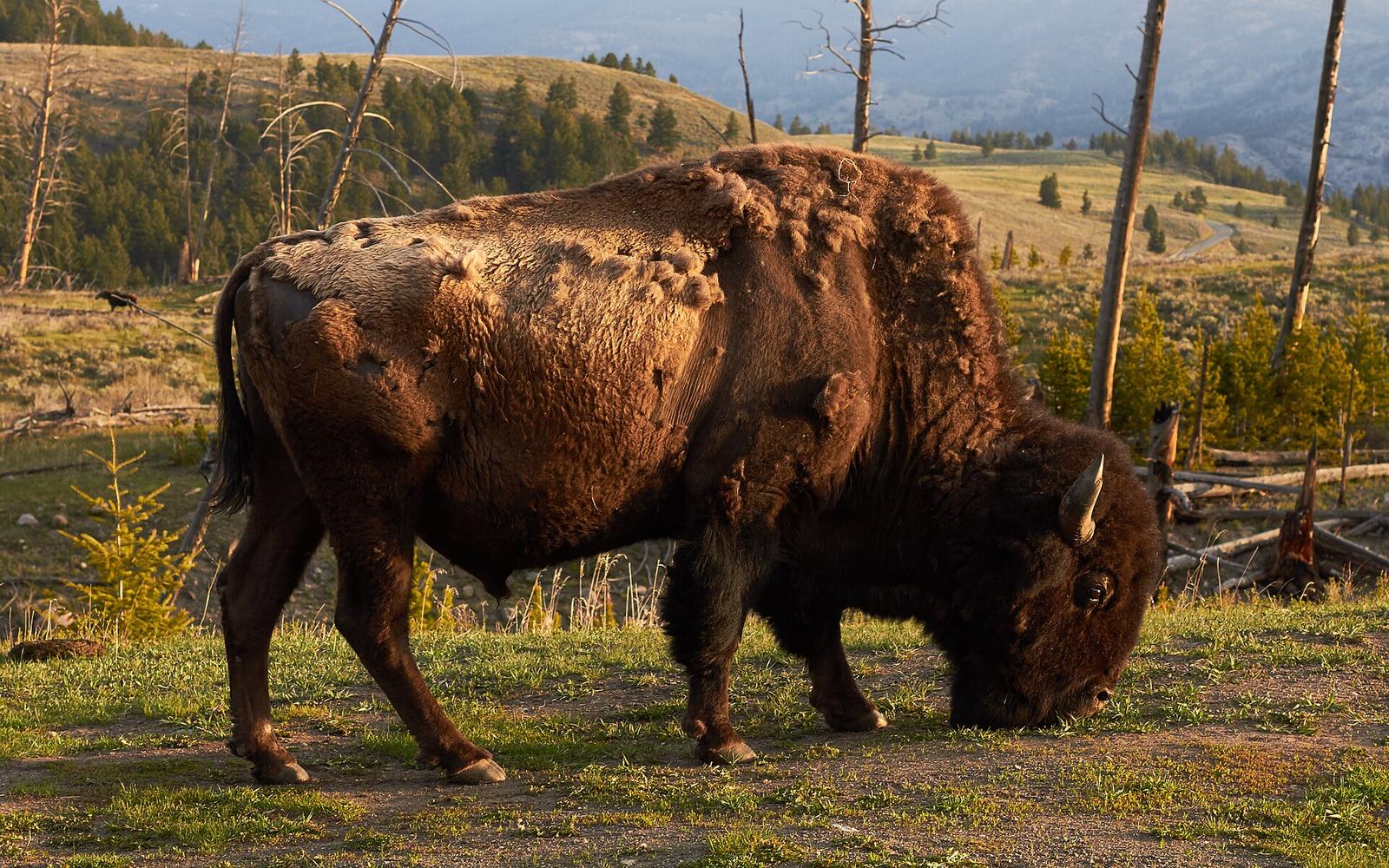 Where Is Yellowstone National Park? States, Size, Map and How to Get There