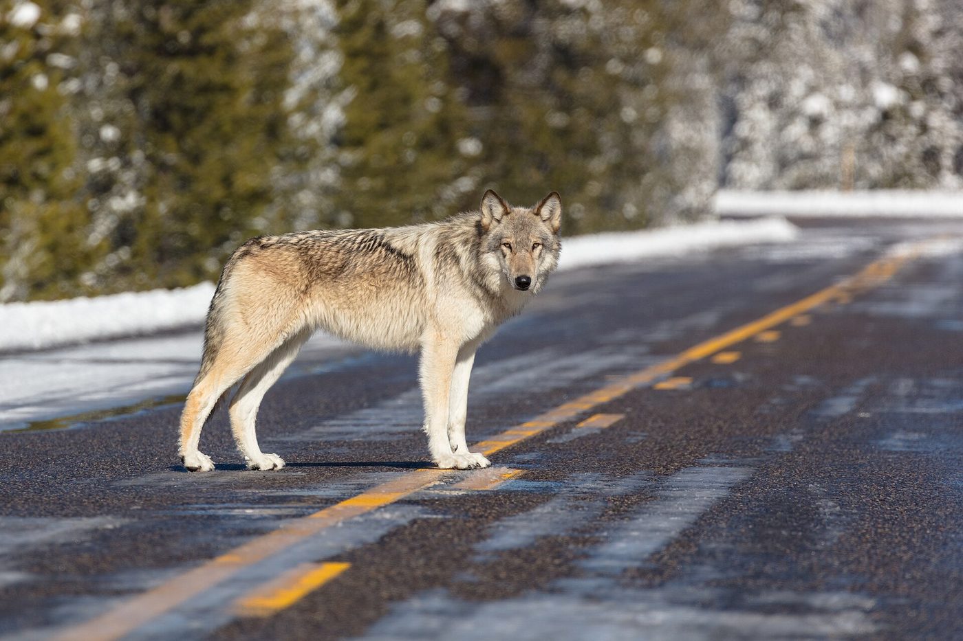 A grey wolf standing on the centre line of a Yellowstone road with snow along the verges