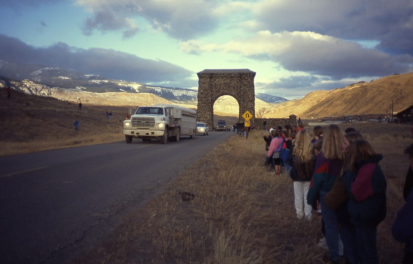 A truck carrying crated wolves driving through the Roosevelt Arch as onlookers watch