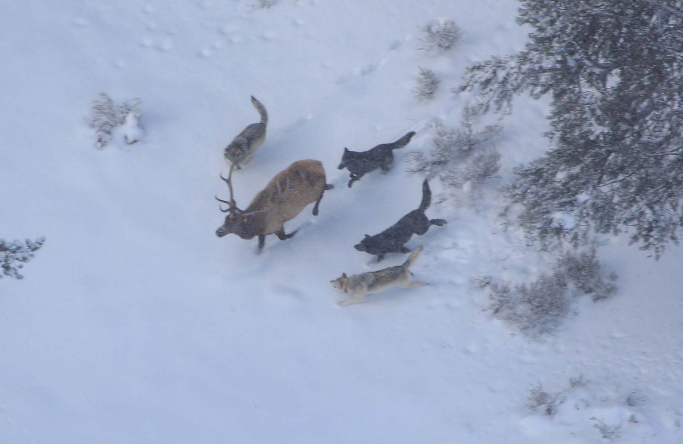 Wolves pursuing an elk across an open snowfield seen from above