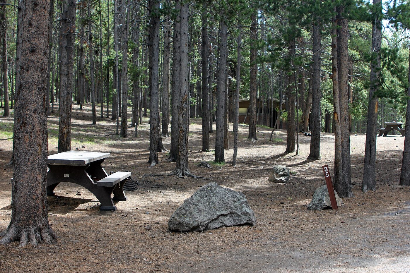 An empty campsite with a picnic table and fire ring among lodgepole pines