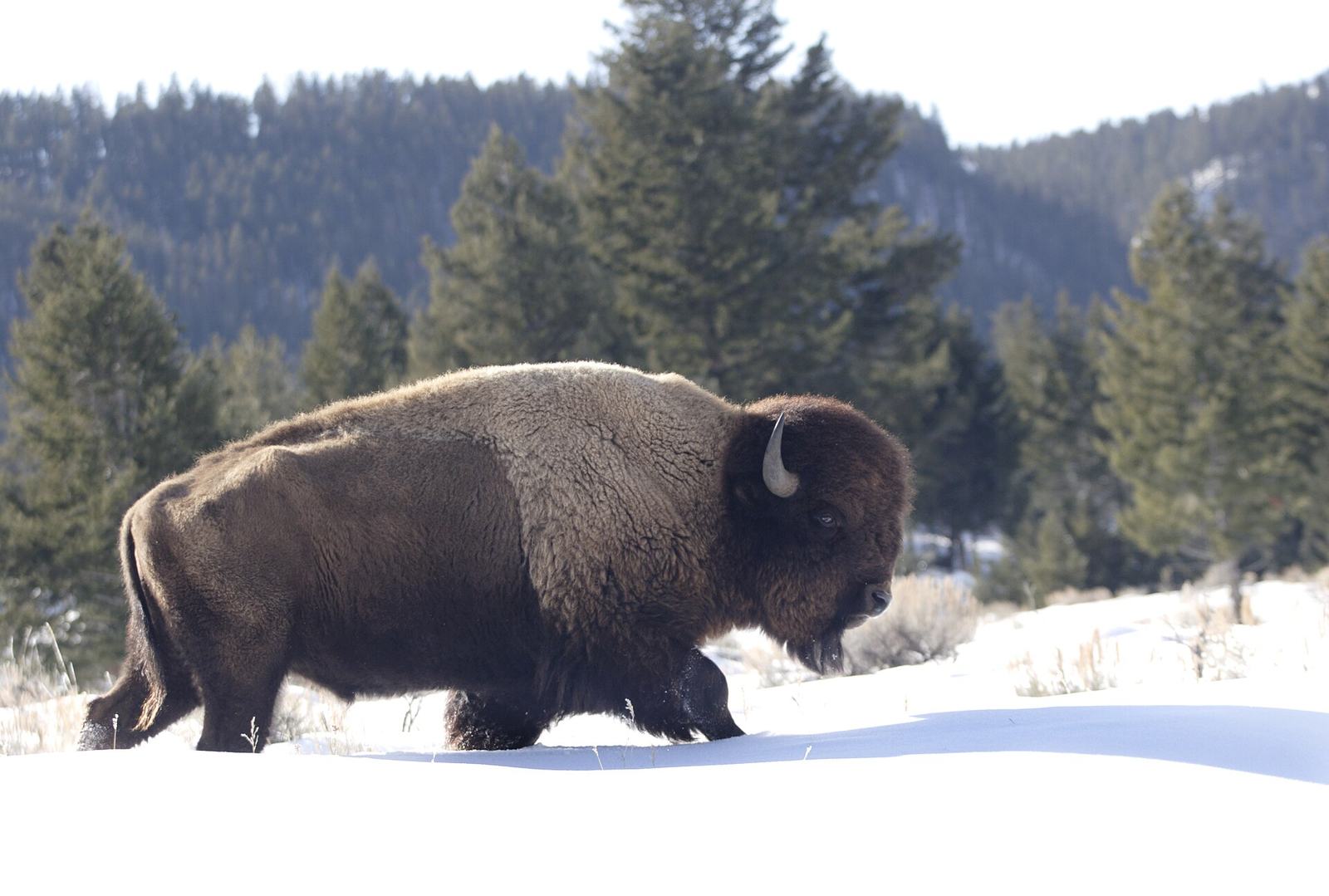 Yellowstone in October: Weather, Road Closures and the Last Weeks of the Season