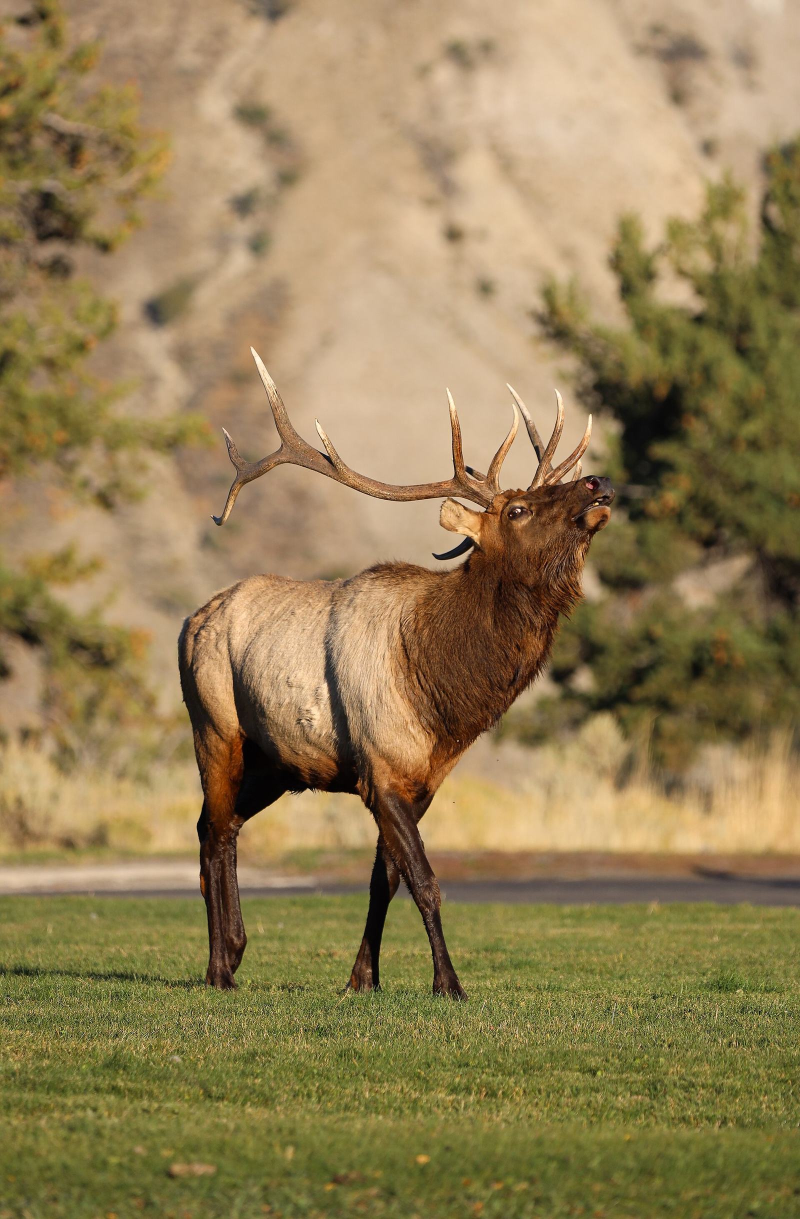 Yellowstone in September: Weather, Crowds and the Elk Rut