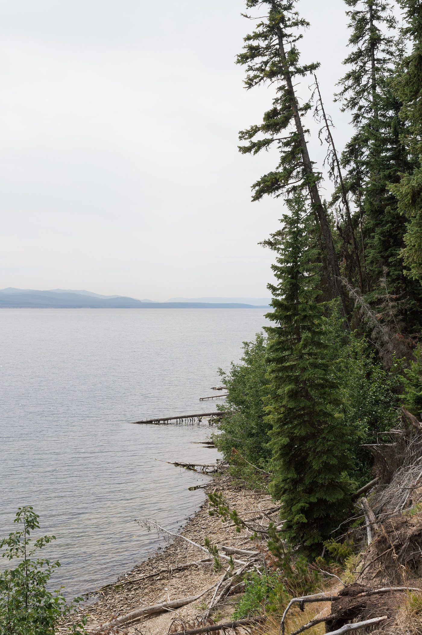Driftwood and conifers along the quiet shoreline of Yellowstone Lake