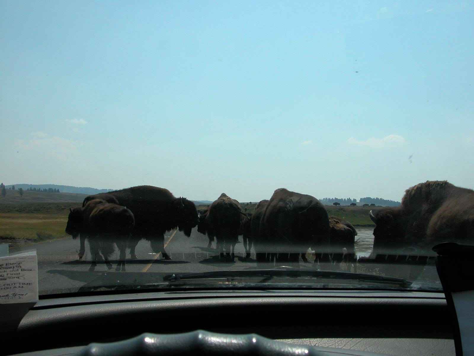 Yellowstone Safety: Wildlife, Thermal Areas, Weather and the Rules That Keep You Out of Trouble
