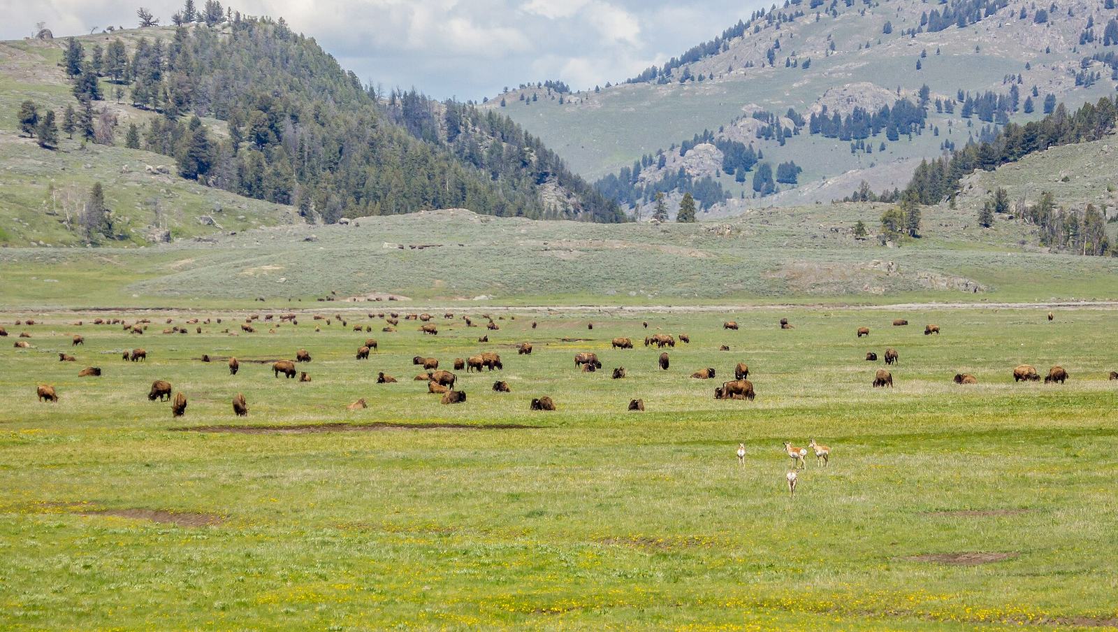 Yellowstone Wildlife: Where, When and How to See Every Animal in the Park