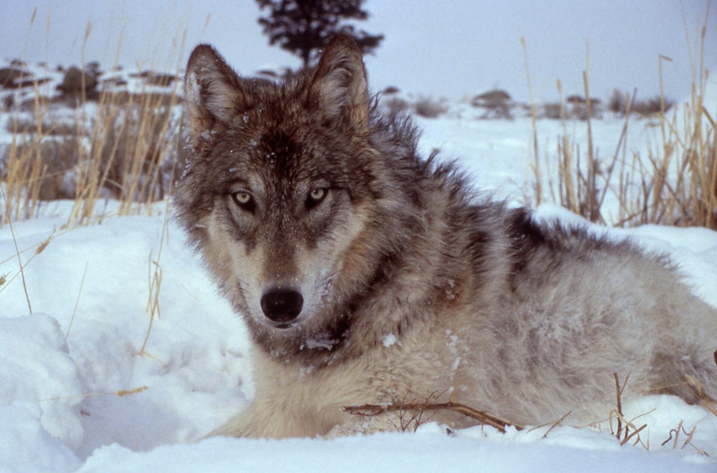 A grey wolf resting in snow among dry grass in Yellowstone